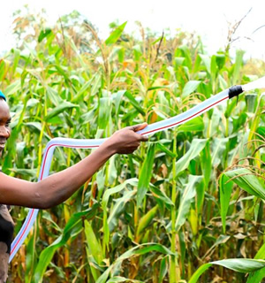 Community Agricultural Development